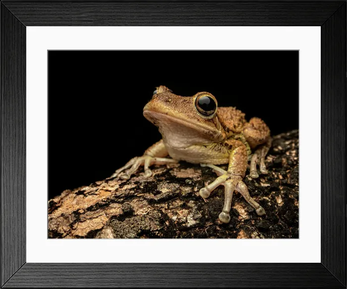 Framed Print : Cuban Tree Frog (Osteopilus septentrionalis), Grand Cayman, Cayman Islands, British West Indies Framed Print : Cuban Tree Frog (Osteopilus septentrionalis), Grand Cayman, Cayman Islands, British West Indies