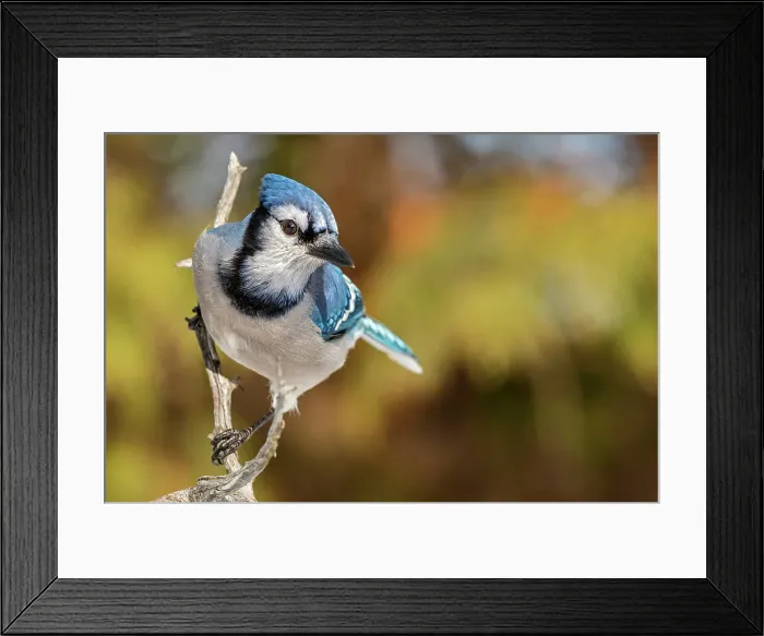 Framed Print : Blue Jay (Cyanocitta cristata) near Thornton, Ontario, Canada in winter Framed Print : Blue Jay (Cyanocitta cristata) near Thornton, Ontario, Canada in winter