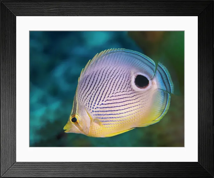 Framed Print : Foureye Butterflyfish (Chaetodon capistratus), Grand Cayman, Cayman Islands, British West Indies Framed Print : Foureye Butterflyfish (Chaetodon capistratus), Grand Cayman, Cayman Islands, British West Indies