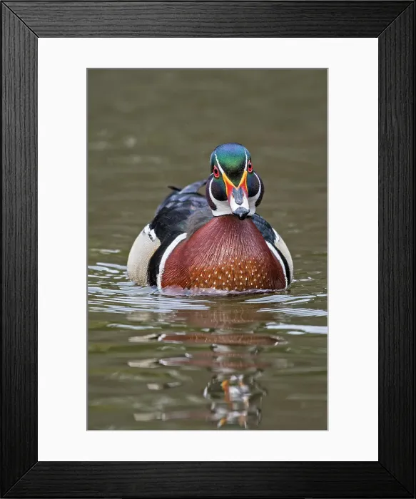 Framed Print : Wood Duck (Aix sponsa) drake, Totonto, Ontario, Canada Framed Print : Wood Duck (Aix sponsa) drake, Totonto, Ontario, Canada