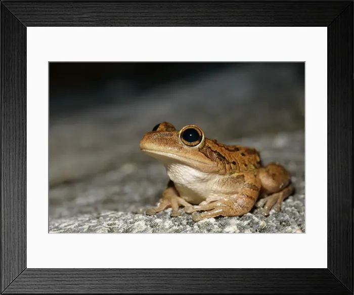 Framed Print : Cuban Tree Frog (Osteopilus septentrionalis), Grand Cayman, Cayman Islands, British West Indies Framed Print : Cuban Tree Frog (Osteopilus septentrionalis), Grand Cayman, Cayman Islands, British West Indies