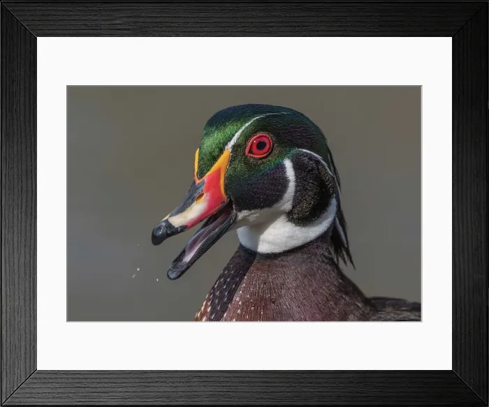 Framed Print : Wood Duck (Aix sponsa) drake, Totonto, Ontario, Canada Framed Print : Wood Duck (Aix sponsa) drake, Totonto, Ontario, Canada