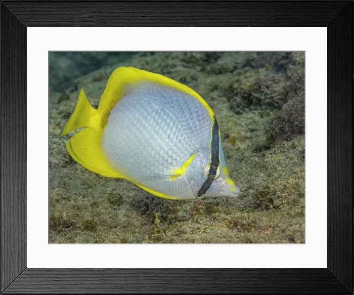 Framed Print : Spotfin Butterflyfish (Chaetodon ocellatus), Grand Cayman, Cayman Islands, British West Indies Framed Print : Spotfin Butterflyfish (Chaetodon ocellatus), Grand Cayman, Cayman Islands, British West Indies