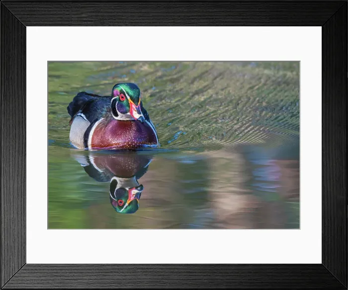Framed Print : Wood Duck (Aix sponsa) drake, High Park, Toronto, Ontario, Canada