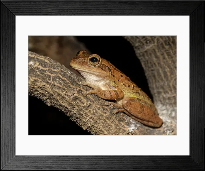 Framed Print : Cuban Tree Frog (Osteopilus septentrionalis), Grand Cayman, Cayman Islands, British West Indies Framed Print : Cuban Tree Frog (Osteopilus septentrionalis), Grand Cayman, Cayman Islands, British West Indies