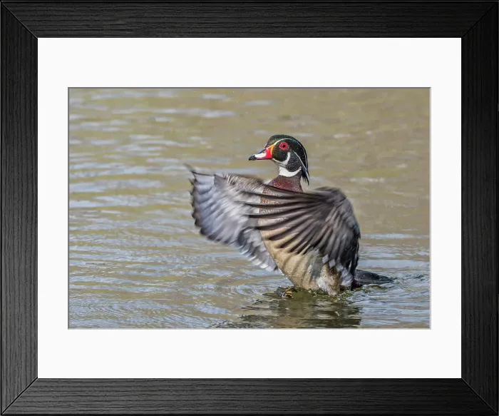 Framed Print : Wood Duck (Aix sponsa) drake doing a wing flap, Totonto, Ontario, Canada Framed Print : Wood Duck (Aix sponsa) drake doing a wing flap, Totonto, Ontario, Canada