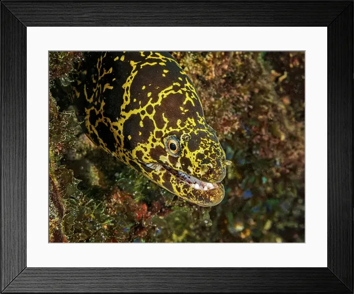 Framed Print : Chain Moray (Echidna catenata), Grand Cayman, Cayman Islands, British West Indies Framed Print : Chain Moray (Echidna catenata), Grand Cayman, Cayman Islands, British West Indies