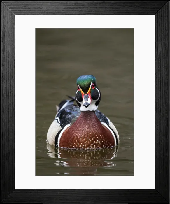 Framed Print : Wood Duck (Aix sponsa) drake, Totonto, Ontario, Canada Framed Print : Wood Duck (Aix sponsa) drake, Totonto, Ontario, Canada