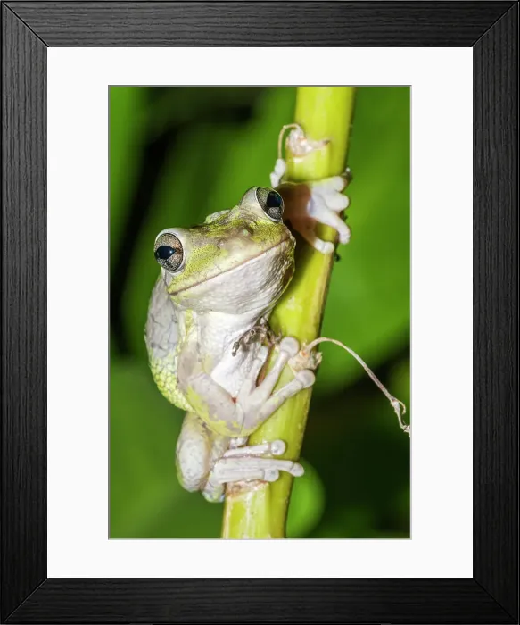 Framed Print : Cuban Tree Frog (Osteopilus septentrionalis), Cayman Brac, Cayman Islands, British West Indies Framed Print : Cuban Tree Frog (Osteopilus septentrionalis), Cayman Brac, Cayman Islands, British West Indies