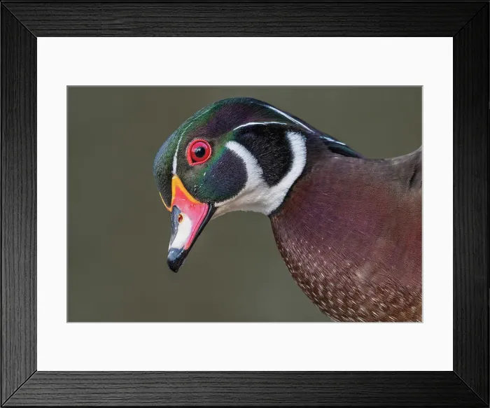 Framed Print : Wood Duck (Aix sponsa) drake, Totonto, Ontario, Canada Framed Print : Wood Duck (Aix sponsa) drake, Totonto, Ontario, Canada