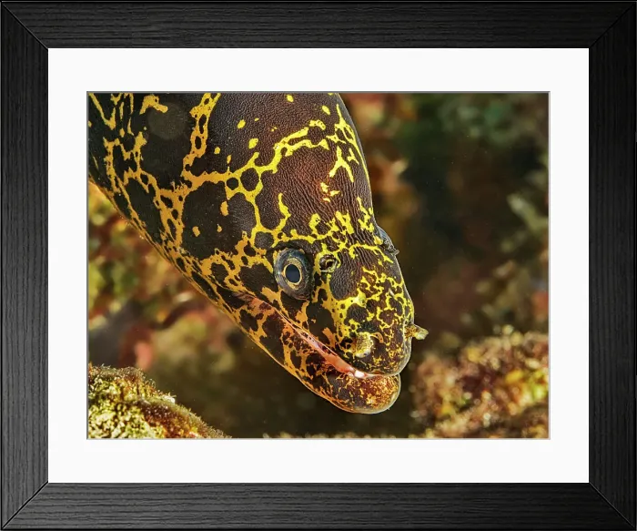 Framed Print : Chain Moray (Echidna catenata), Grand Cayman, Cayman Islands, British West Indies Framed Print : Chain Moray (Echidna catenata), Grand Cayman, Cayman Islands, British West Indies