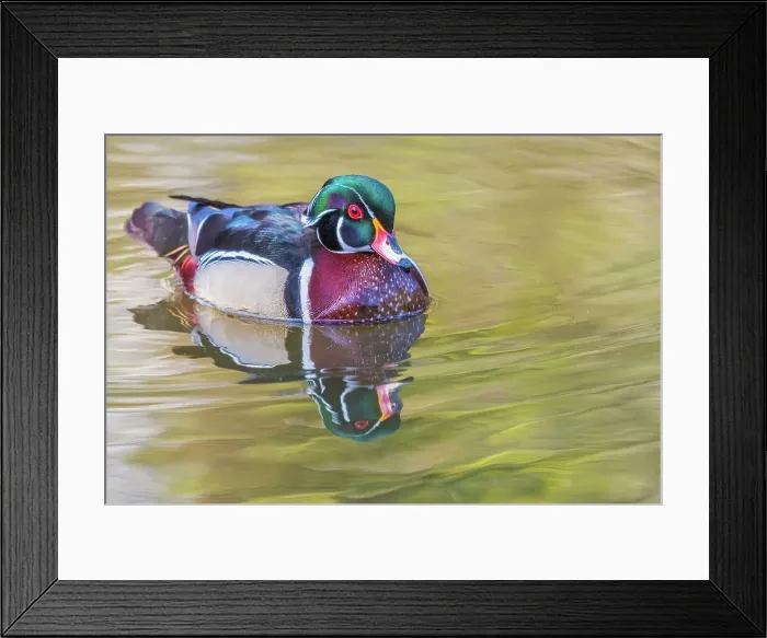Framed Print : Wood Duck (Aix sponsa) drake, High Park, Toronto, Ontario, Canada