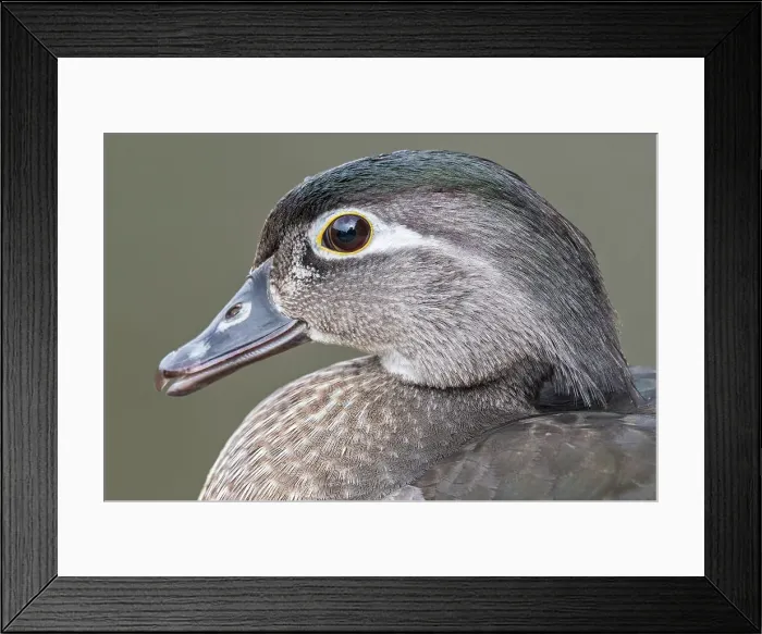 Framed Print : Wood Duck (Aix sponsa) hen, Toronto, Ontario, Canada Framed Print : Wood Duck (Aix sponsa) hen, Toronto, Ontario, Canada