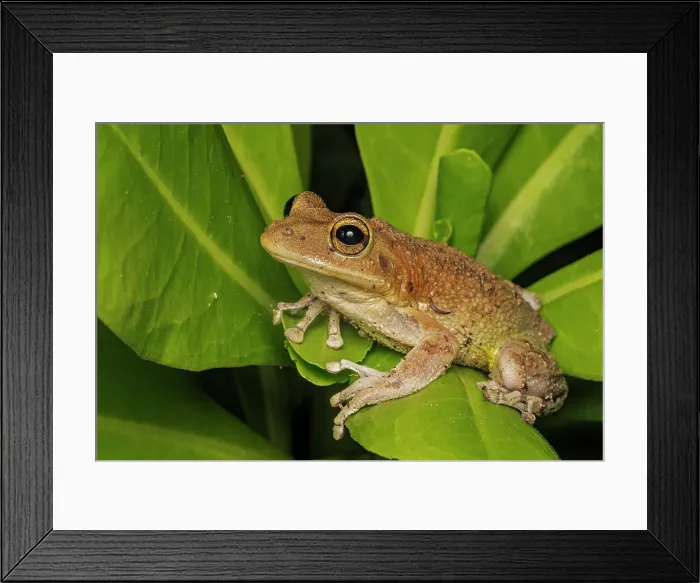 Framed Print : Cuban Tree Frog (Osteopilus septentrionalis), Cayman Brac, Cayman Islands, British West Indies