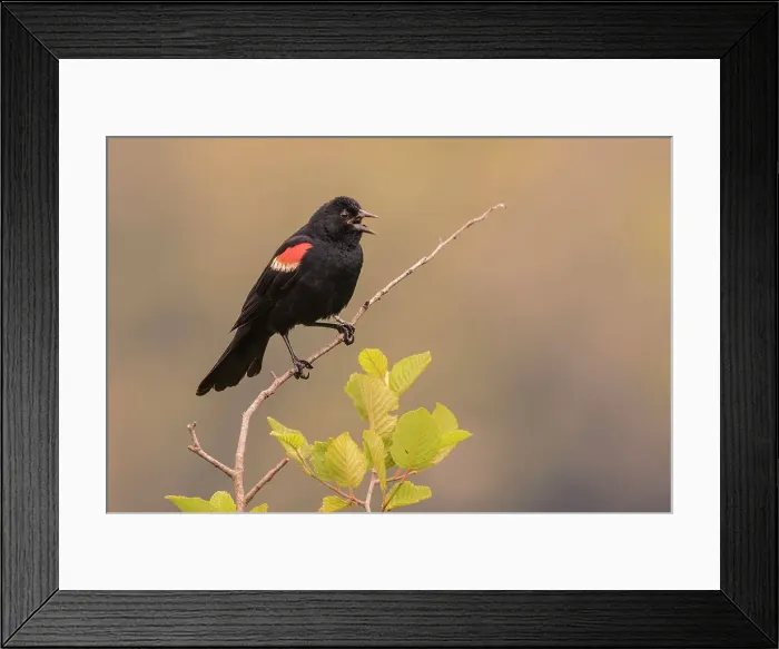 Framed Print : Red-winged Blackbird (Agelaius phoeniceus) male, Parry Sound, Ontario, Canada Framed Print : Red-winged Blackbird (Agelaius phoeniceus) male, Parry Sound, Ontario, Canada