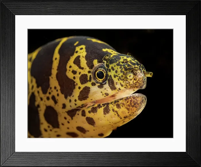 Framed Print : Chain Moray Eel (Echidna catenata), Grand Cayman, Cayman Islands, British West Indies