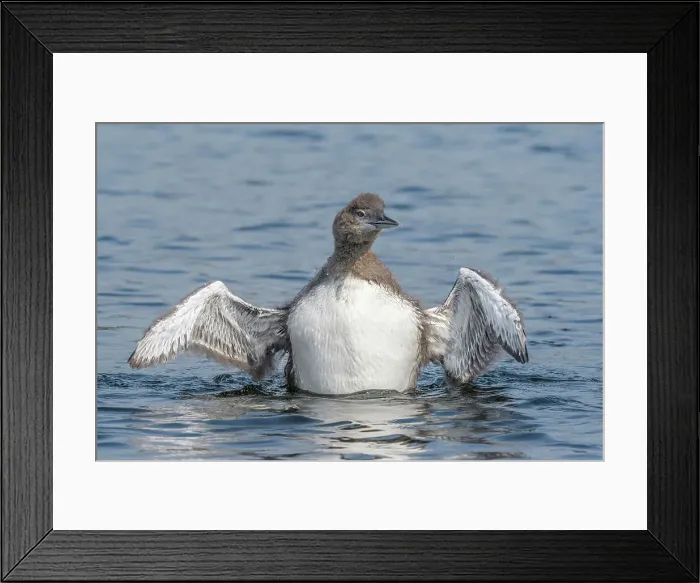 Framed Print : Common Loon (Gavia immer) juvenile wing flap on Horseshoe Lake, Muskoka, Ontario, Canada Framed Print : Common Loon (Gavia immer) juvenile wing flap on Horseshoe Lake, Muskoka, Ontario, Canada