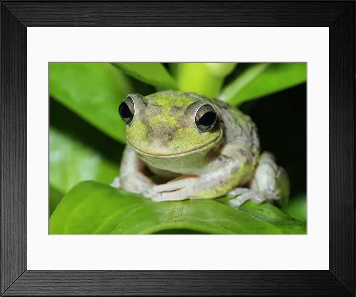 Framed Print : Cuban Tree Frog (Osteopilus septentrionalis), Cayman Brac, Cayman Islands, British West Indies Framed Print : Cuban Tree Frog (Osteopilus septentrionalis), Cayman Brac, Cayman Islands, British West Indies