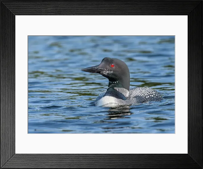 Framed Print : Common Loon (Gavia immer), Horseshoe Lake, Parry Sound, Ontario, Canada Framed Print : Common Loon (Gavia immer), Horseshoe Lake, Parry Sound, Ontario, Canada