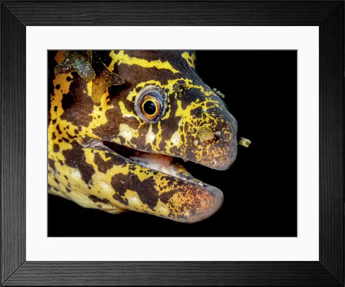 Framed Print : Chain Moray (Echidna catenata), Grand Cayman, Cayman Islands, British West indies Framed Print : Chain Moray (Echidna catenata), Grand Cayman, Cayman Islands, British West indies