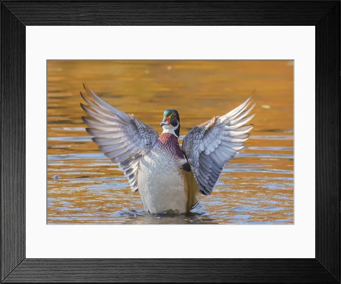 Framed Print : Wood Duck (Aix sponsa) drake doing a wing flap, Totonto, Ontario, Canada Framed Print : Wood Duck (Aix sponsa) drake doing a wing flap, Totonto, Ontario, Canada