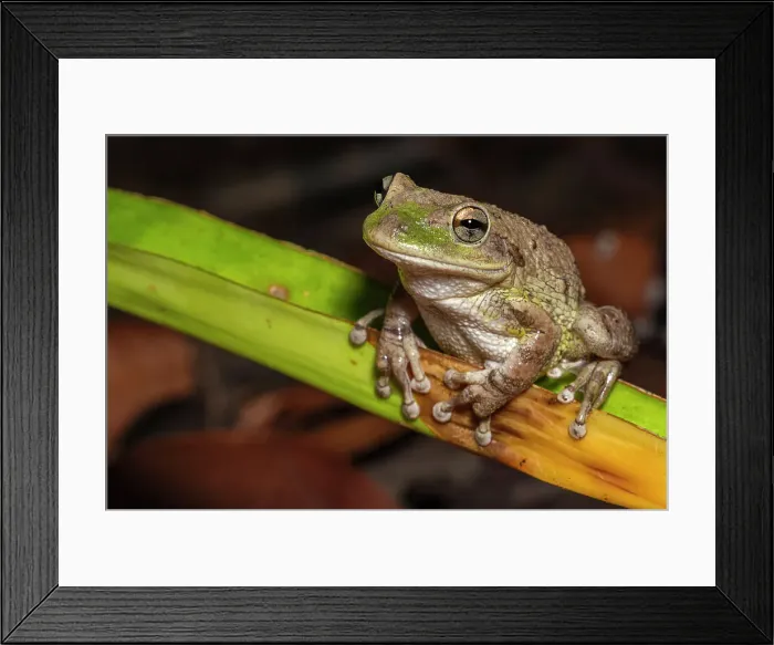 Framed Print : Cuban Tree Frog (Osteopilus septentrionalis), Cayman Brac, Cayman Islands, British West Indies Framed Print : Cuban Tree Frog (Osteopilus septentrionalis), Cayman Brac, Cayman Islands, British West Indies