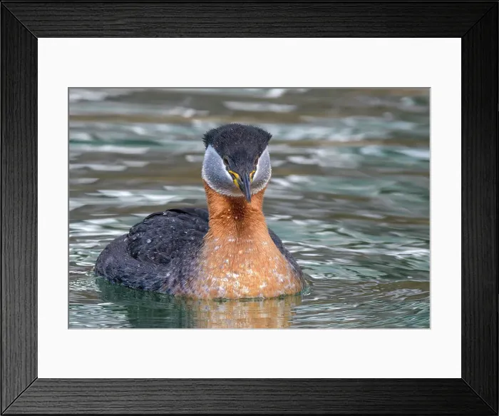 Framed Print : Red-necked Grebe (Podiceps grisegena) on Lake Ontario, Torotno, Ontario, Canada
