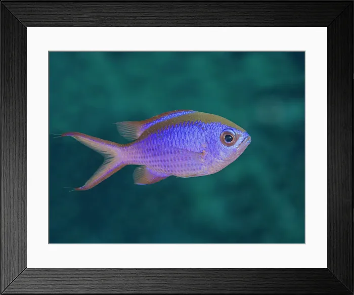 Framed Print : Blue Chromis (Chromis cyanea), Pomacentridae, Chrominae, Chromis, Caribbean, Bahamas, Florida, Gulf of Mexico Framed Print : Blue Chromis (Chromis cyanea), Pomacentridae, Chrominae, Chromis, Caribbean, Bahamas, Florida, Gulf of Mexico