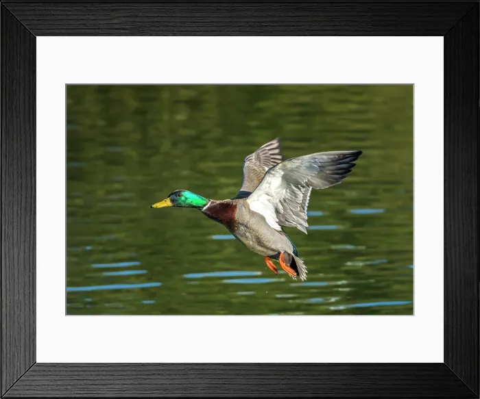 Framed Print : Mallard (Anas platyrhynchos) drake in flight, Humber Bay Park, Toronto, Ontario, Canada Framed Print : Mallard (Anas platyrhynchos) drake in flight, Humber Bay Park, Toronto, Ontario, Canada