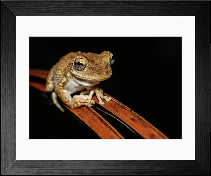 Framed Print : Cuban Tree Frog (Osteopilus septentrionalis), Cayman Brac, Cayman Islands, British West Indies Framed Print : Cuban Tree Frog (Osteopilus septentrionalis), Cayman Brac, Cayman Islands, British West Indies