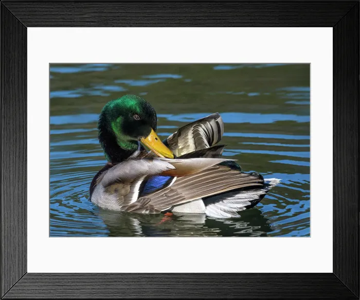 Framed Print : Mallard (Anas platyrhynchos) drake preening, Humber Bay Park, Toronto, Ontario, Canada Framed Print : Mallard (Anas platyrhynchos) drake preening, Humber Bay Park, Toronto, Ontario, Canada