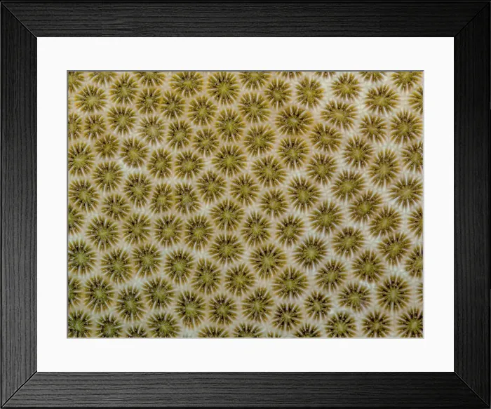 Framed Print : Blushing Star Coral (Stephanocoenia mechelinii) with polyps retracted, Grand Cayman, Cayman Islands, British West Indies Framed Print : Blushing Star Coral (Stephanocoenia mechelinii) with polyps retracted, Grand Cayman, Cayman Islands, British West Indies