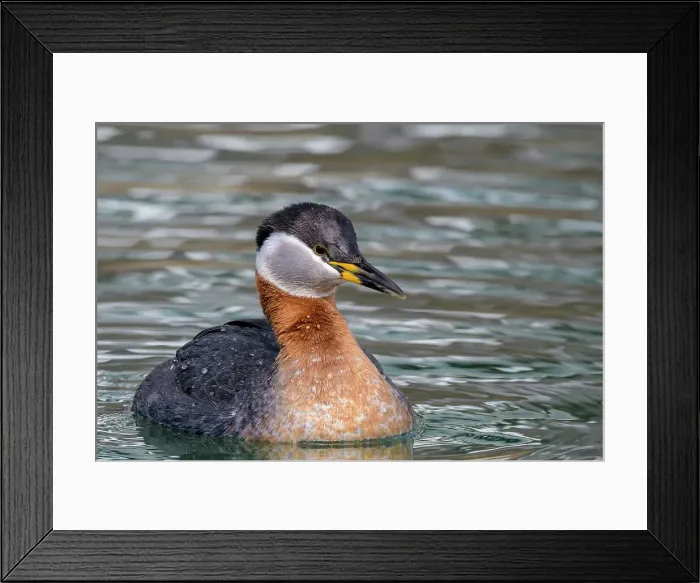 Framed Print : Red-necked Grebe (Podiceps grisegena), Ontario, Canada Framed Print : Red-necked Grebe (Podiceps grisegena), Ontario, Canada
