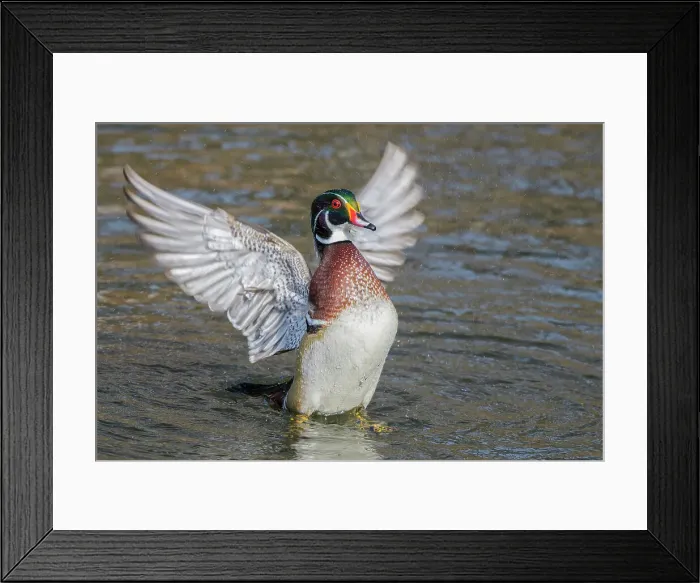Framed Print : Wood Duck (Aix sponsa) drake doing a wing flap, Totonto, Ontario, Canada Framed Print : Wood Duck (Aix sponsa) drake doing a wing flap, Totonto, Ontario, Canada