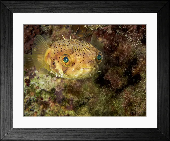 Framed Print : Balloonfish (Diodon holocanthus), Grand Cayman, Cayman Islands, British West Indies Framed Print : Balloonfish (Diodon holocanthus), Grand Cayman, Cayman Islands, British West Indies
