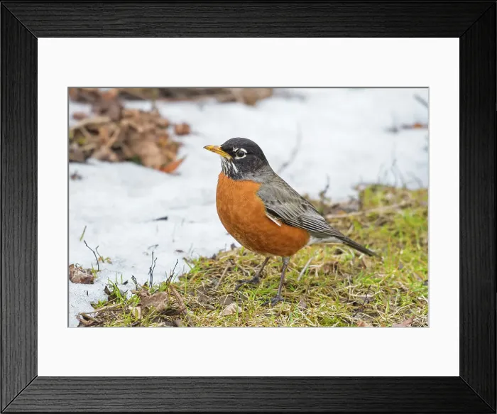 Framed Print : American Robin (Turdus migratorius), Ontario, Canada Framed Print : American Robin (Turdus migratorius), Ontario, Canada