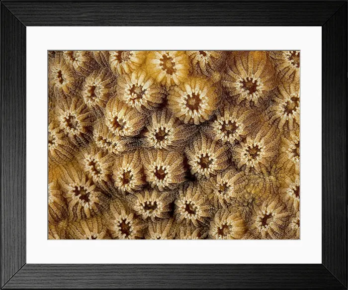 Framed Print : Boulder Star Coral (Orbicella Franksi) polyp details, Grand Cayman, Cayman Islands, British West Indies