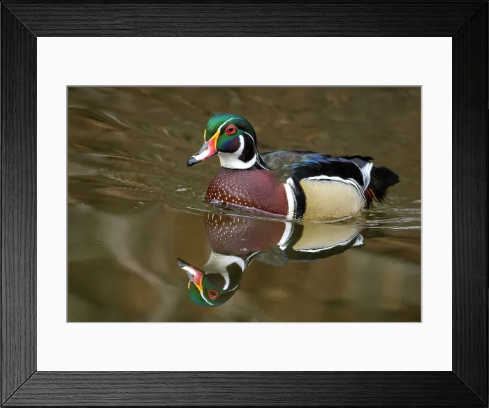 Framed Print : Wood Duck (Aix sponsa) drake, High Park, Toronto, Ontario, Canada