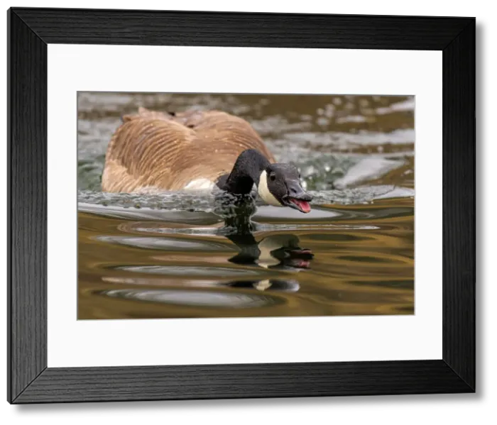 Framed Print : Canada Goose (Branta canadensis) at High Park in Toronto, Ontario, Canada Framed Print : Canada Goose (Branta canadensis) at High Park in Toronto, Ontario, Canada