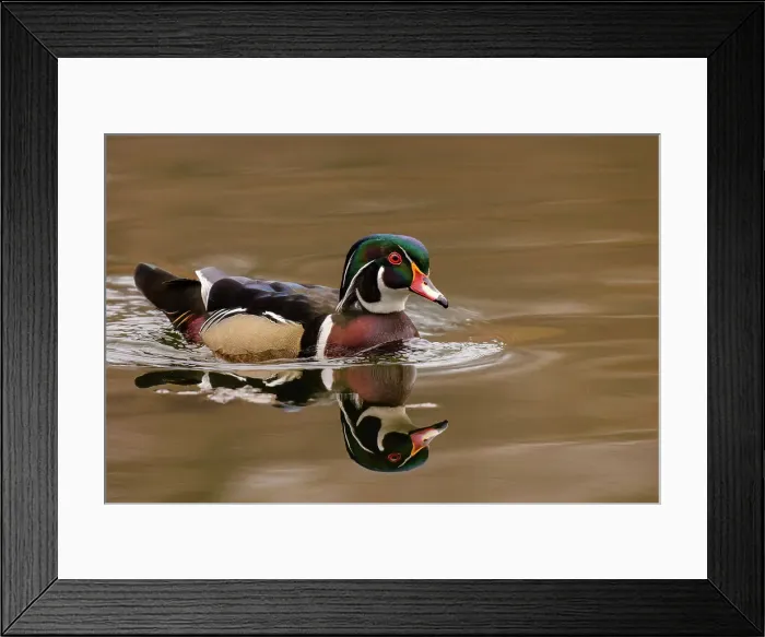Framed Print : Wood Duck (Aix sponsa) drake, High Park, Toronto, Ontario, Canada Framed Print : Wood Duck (Aix sponsa) drake, High Park, Toronto, Ontario, Canada