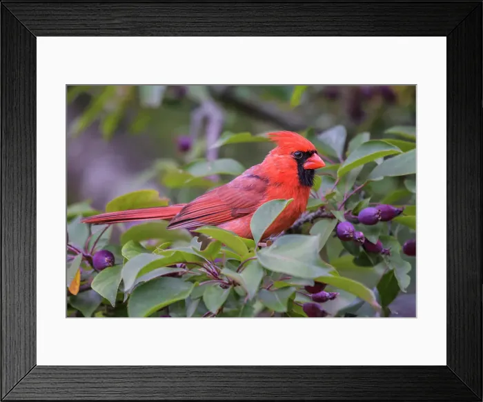 Framed Print : Northern Cardinal (Cardinalis cardinalis) male, Ontario, Canada Framed Print : Northern Cardinal (Cardinalis cardinalis) male, Ontario, Canada