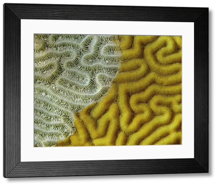 Framed Print : Symmetrical Brain Coral (Pseudodiploria strigosa) showing evidence of dying, Grand Cayman, Cayman Islands, British West Indies Framed Print : Symmetrical Brain Coral (Pseudodiploria strigosa) showing evidence of dying, Grand Cayman, Cayman Islands, British West Indies