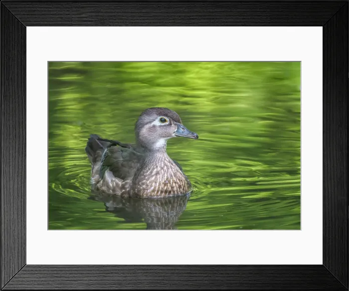 Framed Print : Wood Duck (Aix sponsa) hen, Totonto, Ontario, Canada Framed Print : Wood Duck (Aix sponsa) hen, Totonto, Ontario, Canada