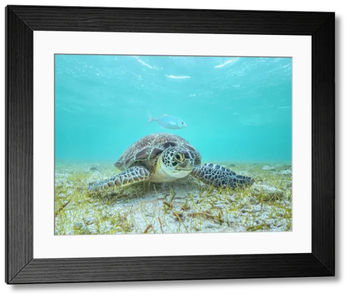 Framed Print : Green Turtle (Chelonia mydas), Grand Cayman, Cayman Islands, British West Indies