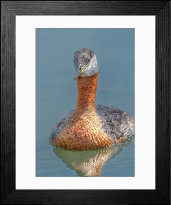 Framed Print : Red-necked Grebe (Podiceps grisegena) on Lake Ontario, Torotno, Ontario, Canada Framed Print : Red-necked Grebe (Podiceps grisegena) on Lake Ontario, Torotno, Ontario, Canada
