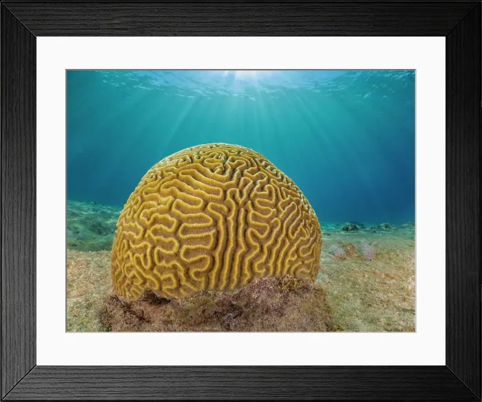 Framed Print : Symmetrical Brain Coral (Pseudodiploria strigosa), Grand Cayman, Cayman Islands, British West Indies Framed Print : Symmetrical Brain Coral (Pseudodiploria strigosa), Grand Cayman, Cayman Islands, British West Indies
