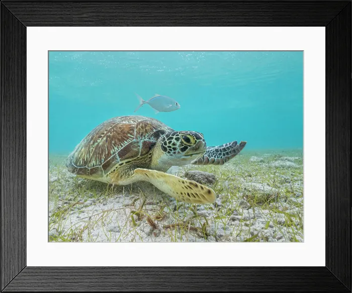 Framed Print : Green Turtle (Chelonia mydas), Grand Cayman, Cayman Islands, British West Indies Framed Print : Green Turtle (Chelonia mydas), Grand Cayman, Cayman Islands, British West Indies