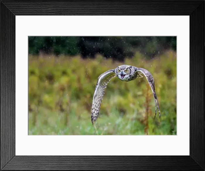 Framed Print : Great Horned Owl (Bubo virginianus) in flight - captive bred, Ontario, Canada Framed Print : Great Horned Owl (Bubo virginianus) in flight - captive bred, Ontario, Canada