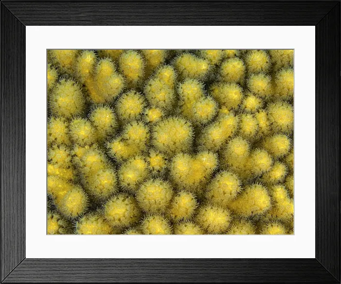 Framed Print : Finger Coral (porites furcata), Grand Cayman, Cayman Islands, British West Indies Framed Print : Finger Coral (porites furcata), Grand Cayman, Cayman Islands, British West Indies