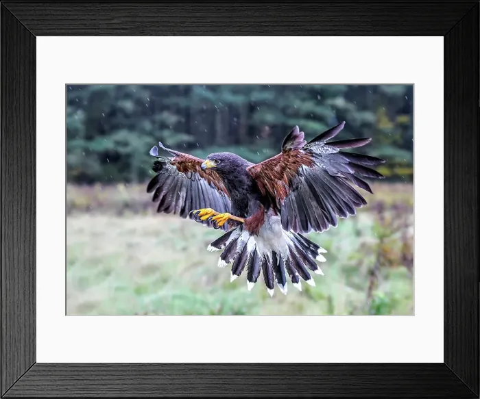 Framed Print : Harris's hawk (Parabuteo unicinctus) in flight in rain - captive Framed Print : Harris's hawk (Parabuteo unicinctus) in flight in rain - captive